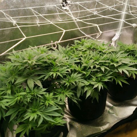 SF2000 - First Grow growlog timeline photo