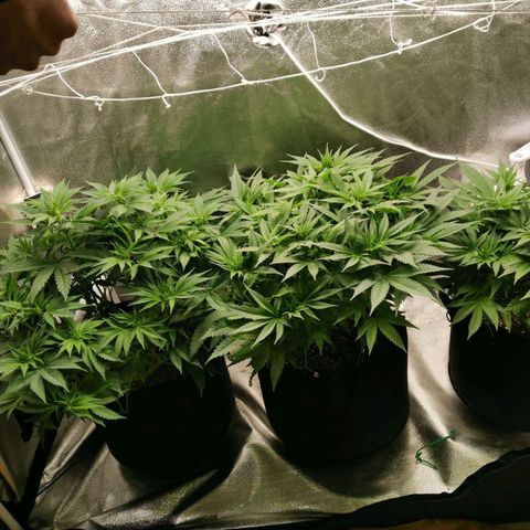 SF2000 - First Grow growlog timeline photo