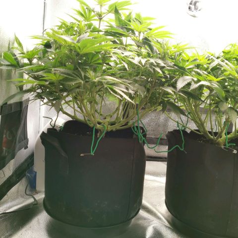 SF2000 - First Grow growlog timeline photo