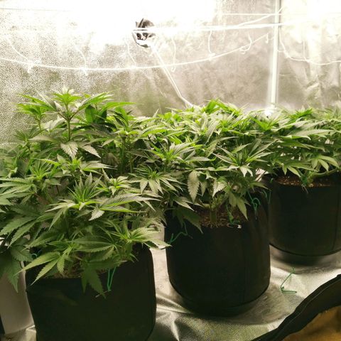 SF2000 - First Grow growlog timeline photo
