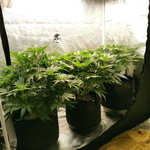 SF2000 - First Grow growlog timeline photo