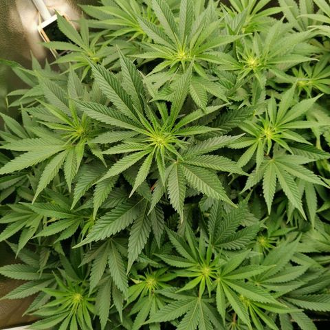SF2000 - First Grow growlog timeline photo