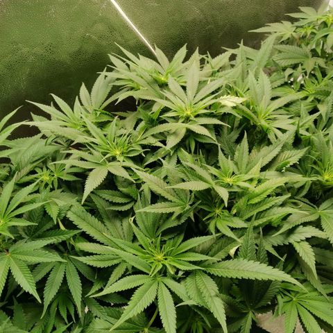 SF2000 - First Grow growlog timeline photo