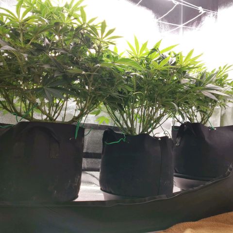 SF2000 - First Grow growlog timeline photo