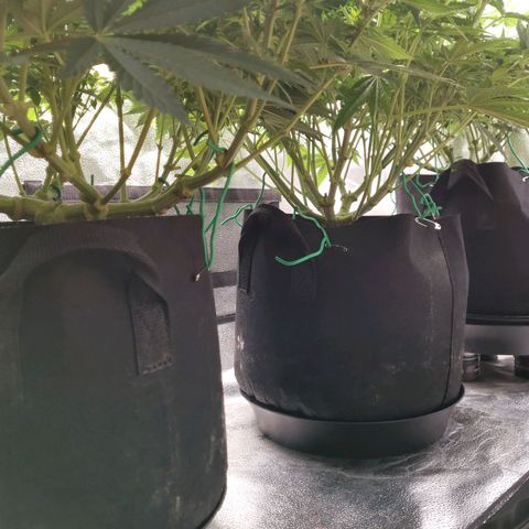 SF2000 - First Grow growlog timeline photo
