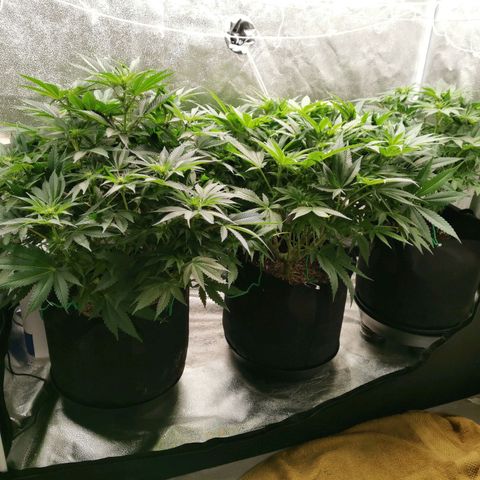 SF2000 - First Grow growlog timeline photo