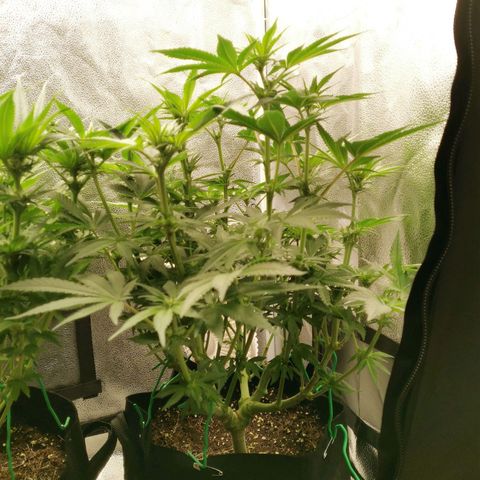 SF2000 - First Grow growlog timeline photo