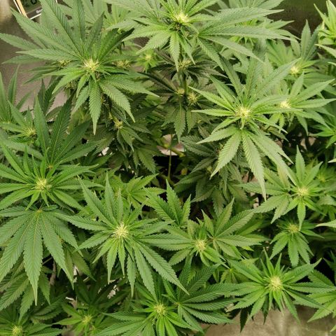 SF2000 - First Grow growlog timeline photo