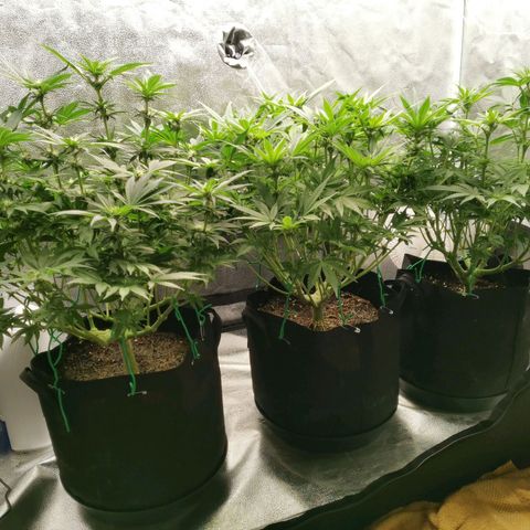 SF2000 - First Grow growlog timeline photo