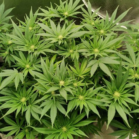 SF2000 - First Grow growlog timeline photo