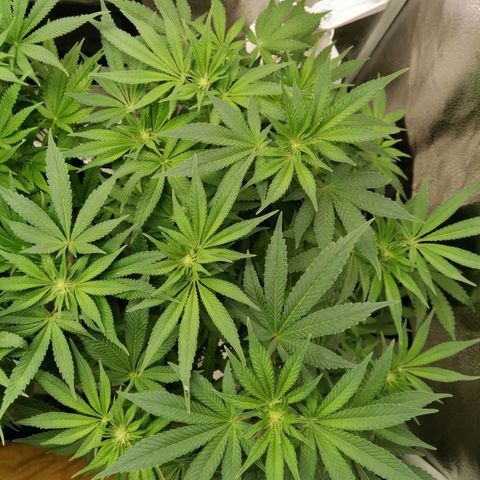 SF2000 - First Grow growlog timeline photo