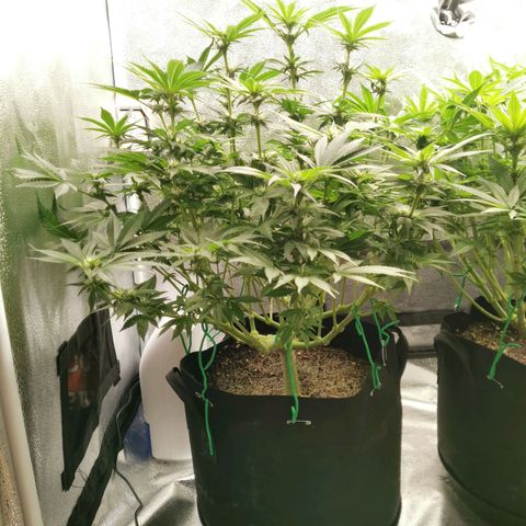 SF2000 - First Grow growlog timeline photo