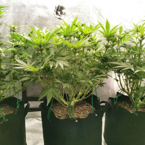 SF2000 - First Grow growlog timeline photo