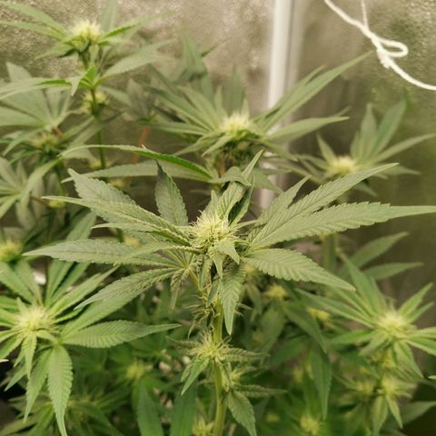 SF2000 - First Grow growlog timeline photo