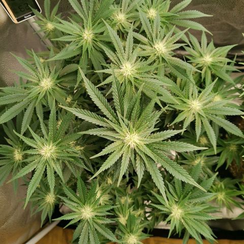 SF2000 - First Grow growlog timeline photo