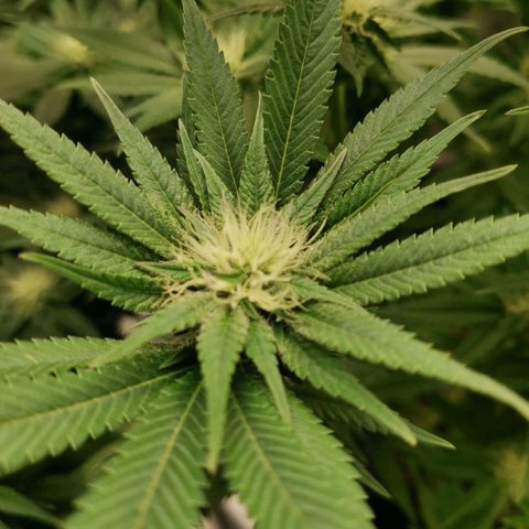 SF2000 - First Grow growlog timeline photo
