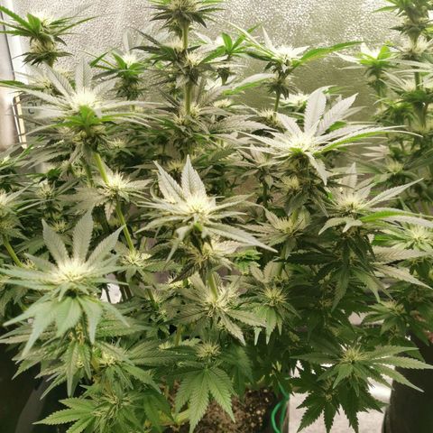 SF2000 - First Grow growlog timeline photo
