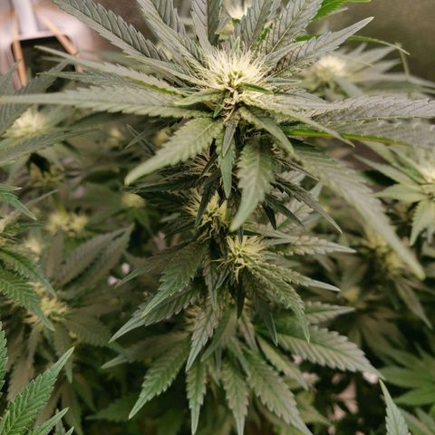 SF2000 - First Grow growlog timeline photo