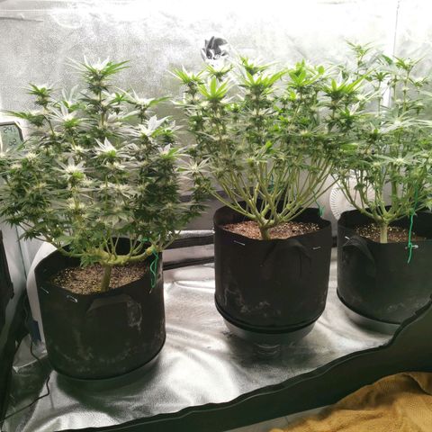 SF2000 - First Grow growlog timeline photo