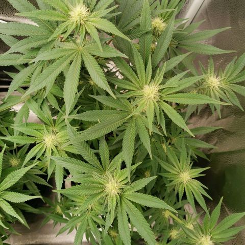 SF2000 - First Grow growlog timeline photo