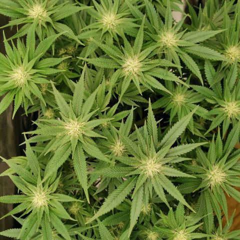 SF2000 - First Grow growlog timeline photo