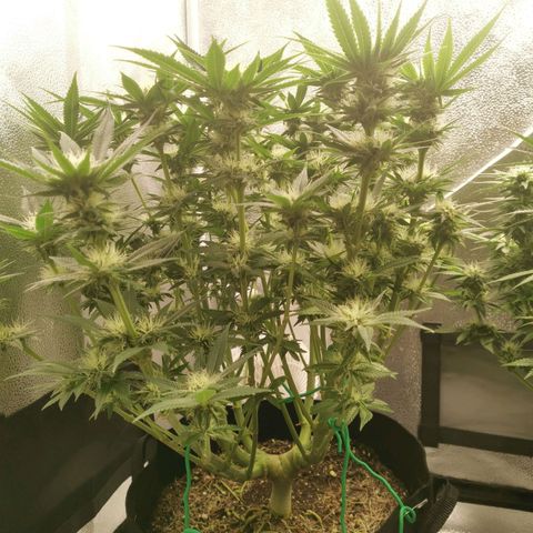 SF2000 - First Grow growlog timeline photo