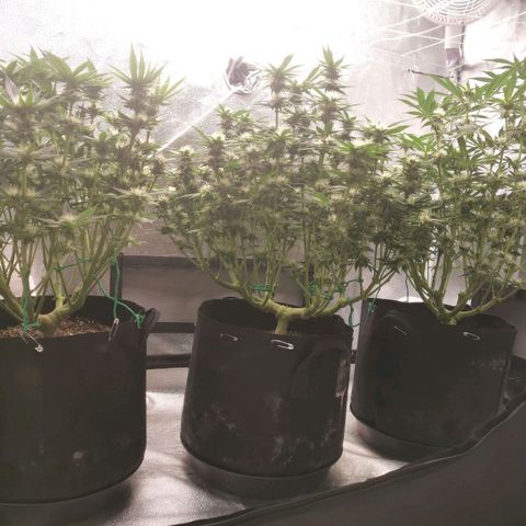 SF2000 - First Grow growlog timeline photo
