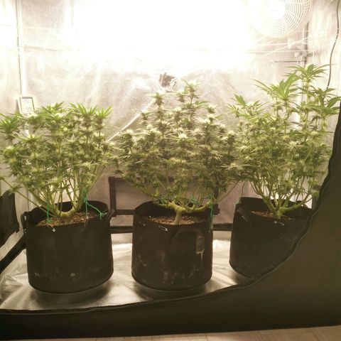 SF2000 - First Grow growlog timeline photo