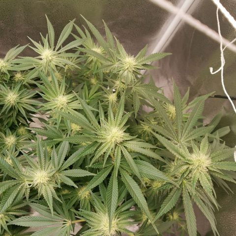 SF2000 - First Grow growlog timeline photo
