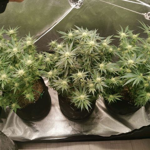 SF2000 - First Grow growlog timeline photo