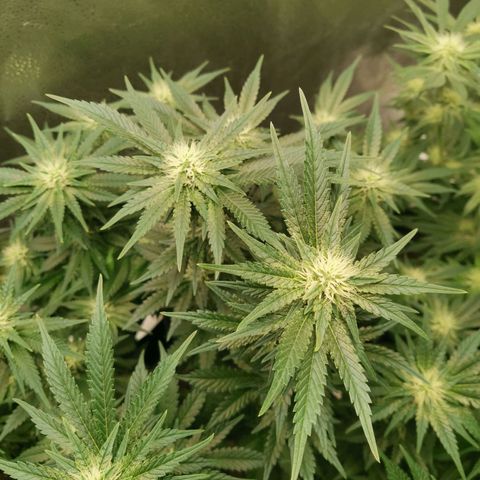 SF2000 - First Grow growlog timeline photo