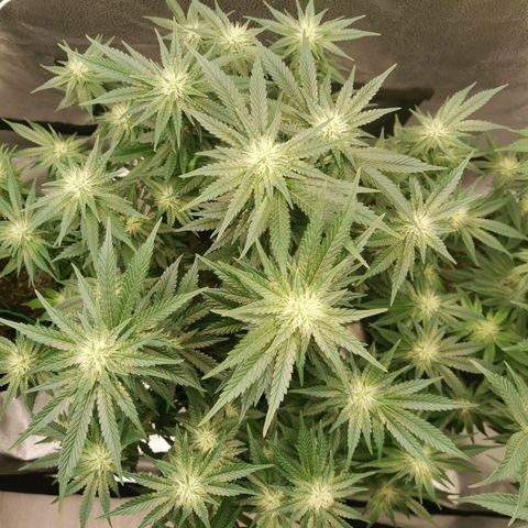 SF2000 - First Grow growlog timeline photo