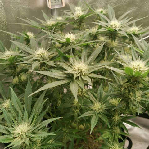 SF2000 - First Grow growlog timeline photo