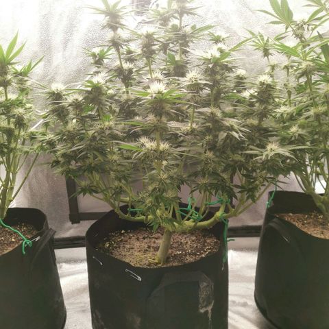 SF2000 - First Grow growlog timeline photo