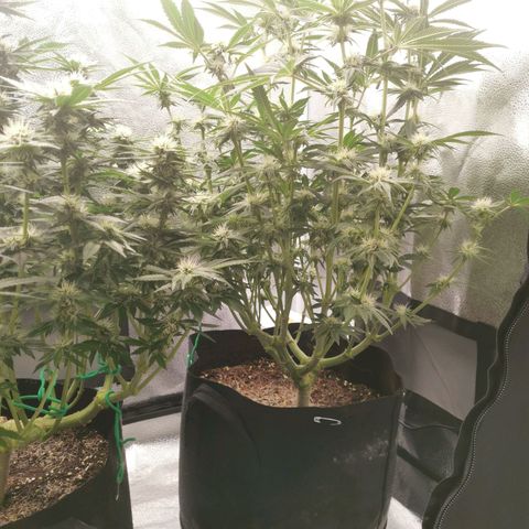 SF2000 - First Grow growlog timeline photo