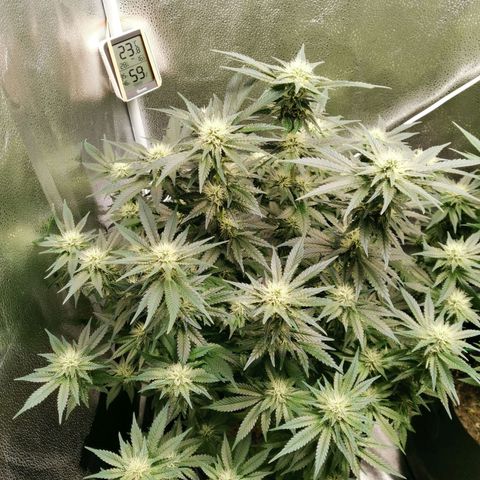 SF2000 - First Grow growlog timeline photo