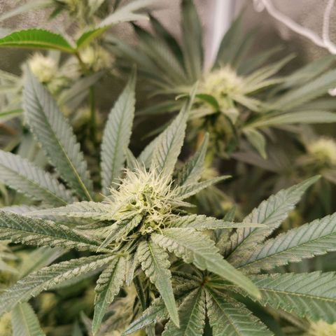 SF2000 - First Grow growlog timeline photo