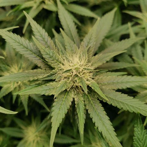 SF2000 - First Grow growlog timeline photo