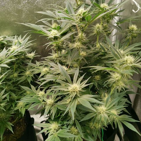 SF2000 - First Grow growlog timeline photo