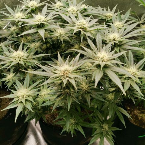 SF2000 - First Grow growlog timeline photo