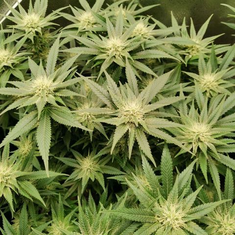 SF2000 - First Grow growlog timeline photo