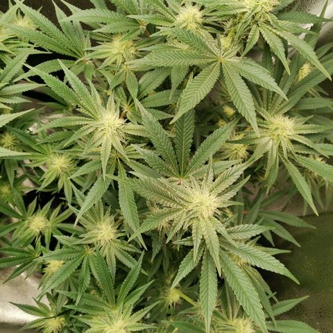 SF2000 - First Grow growlog timeline photo
