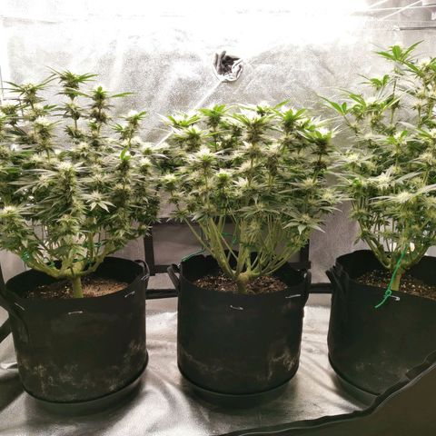 SF2000 - First Grow growlog timeline photo
