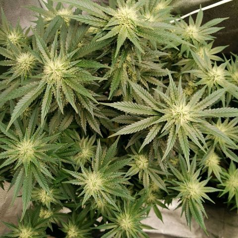 SF2000 - First Grow growlog timeline photo