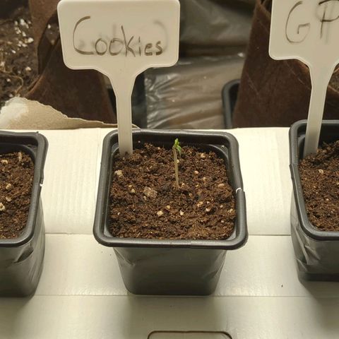Cookies Fruity growlog timeline photo