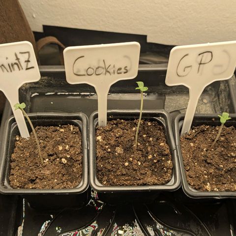 Cookies Fruity growlog timeline photo
