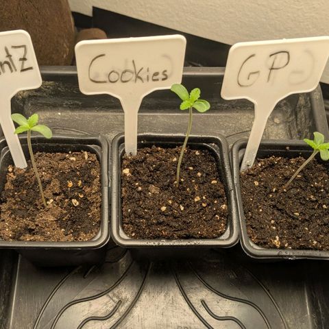 Cookies Fruity growlog timeline photo