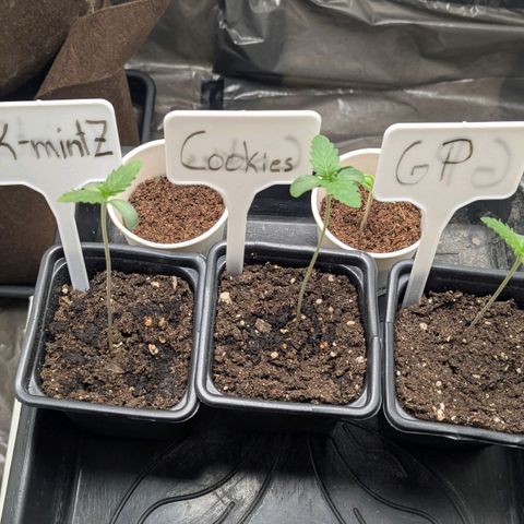 Cookies Fruity growlog timeline photo