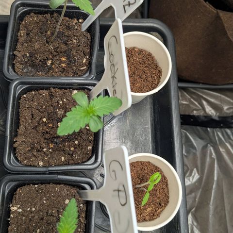 Cookies Fruity growlog timeline photo