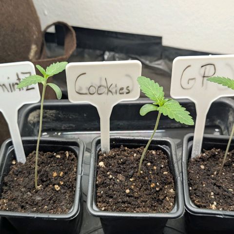 Cookies Fruity growlog timeline photo